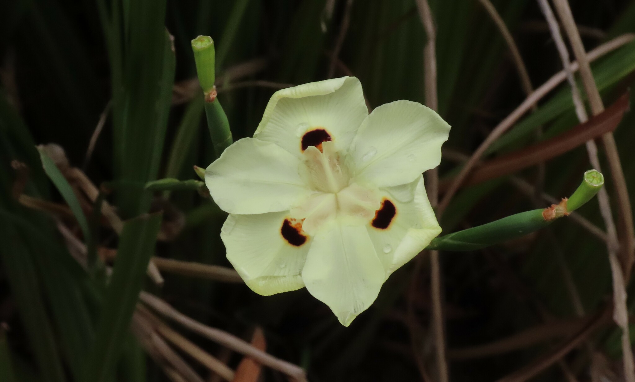 Imagem de Iris-amarelo