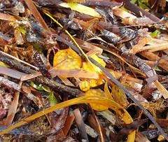Botrylloides perspicuus