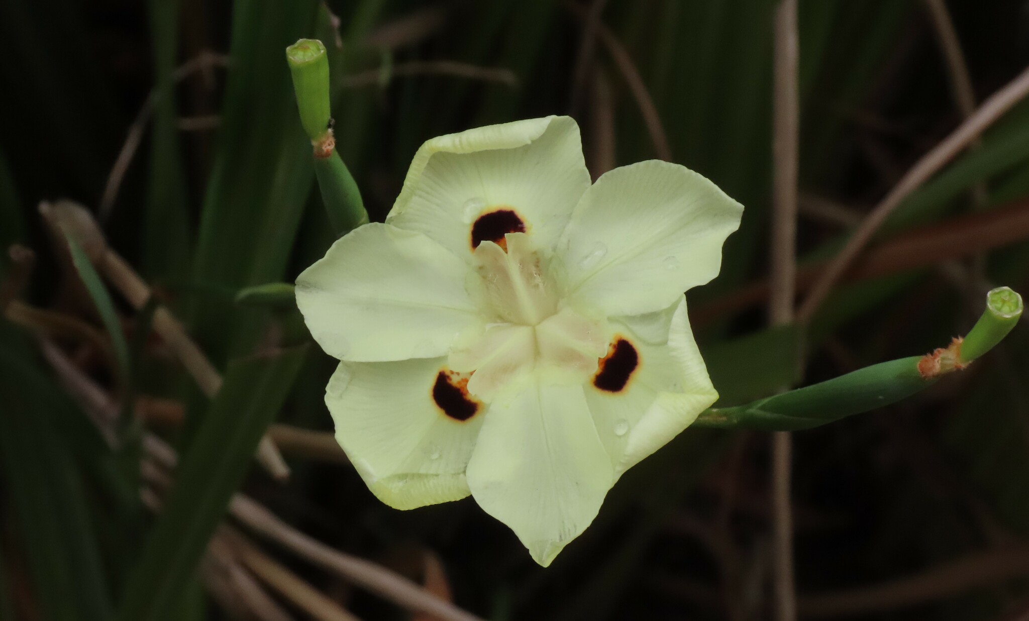 Imagem de Iris-amarelo