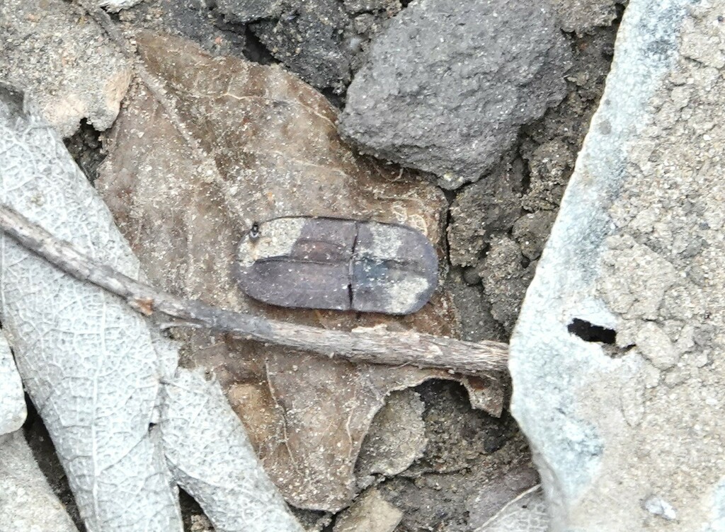 Seedpodmimic Darkling Beetles from KayaNyala, Mahenye, Chipinge