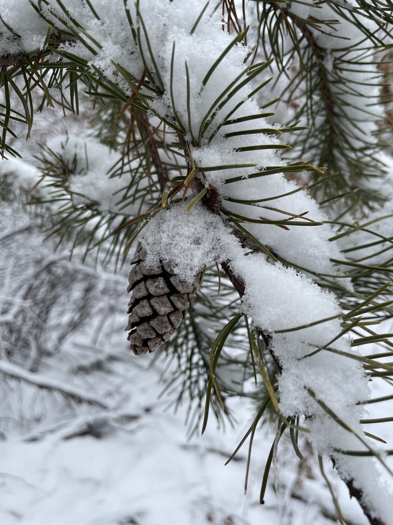 pine tree orchard white bear lake mn        
        <figure class=