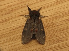 Notodonta dromedarius