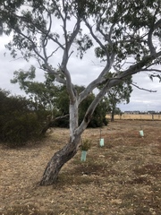 Eucalyptus