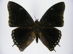 Charaxes virilis