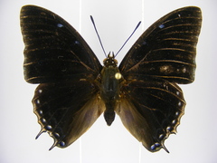 Charaxes virilis