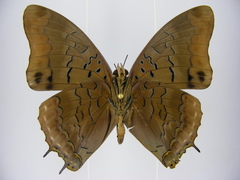 Charaxes virilis