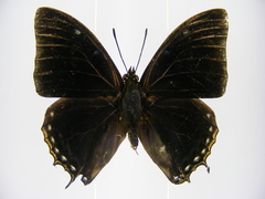 Charaxes virilis