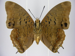 Charaxes virilis