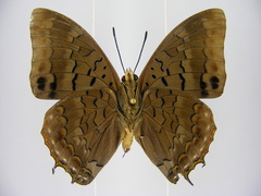 Charaxes virilis