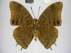 Charaxes virilis