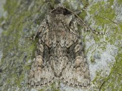 Lacinipolia cuneata