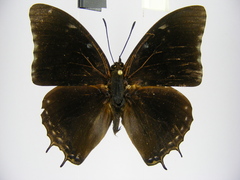 Charaxes virilis