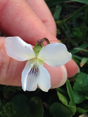 Viola