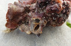 Vulsella