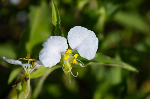 Commelina erecta