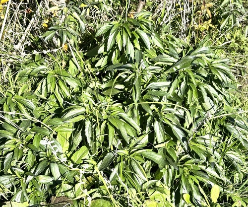 Foto de Salvia Azul