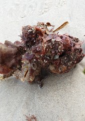 Vulsella