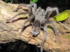 Grammostola quirogai