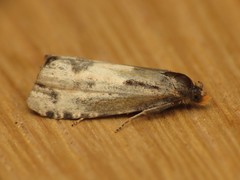 Notocelia cynosbatella