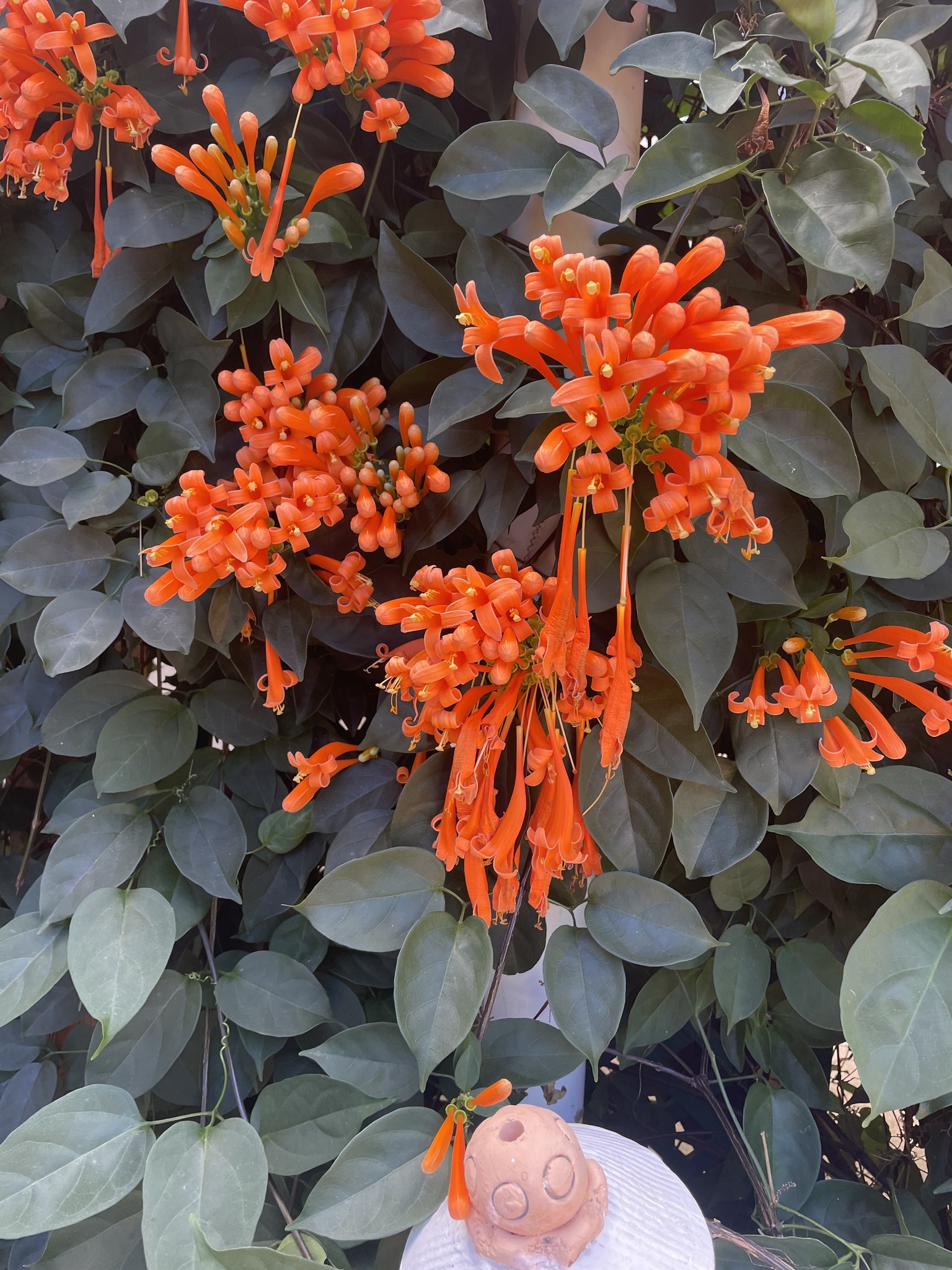 Imagem de Flor-de-são-joão