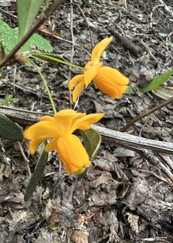 Berberis trigona, photograph 4