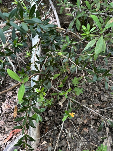 Berberis trigona, photograph 5