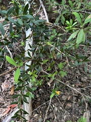 Berberis trigona, photograph nitsuga74, CC BY, iNaturalist via GBIF