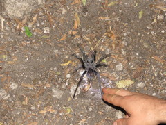 Grammostola quirogai