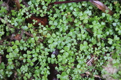 Hydrocotyle tripartita
