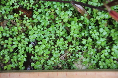 Hydrocotyle tripartita