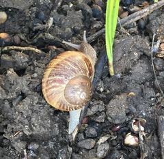 Cornu aspersum