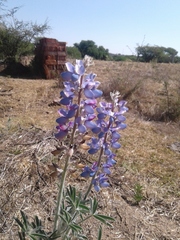 Lupinus campestris
