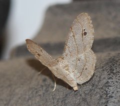 Trigrammia quadrinotaria