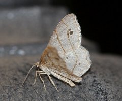 Trigrammia quadrinotaria