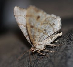 Trigrammia quadrinotaria