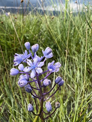 Scilla litardierei