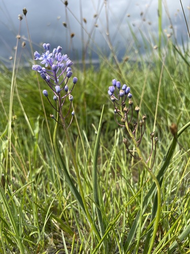 Scilla litardierei