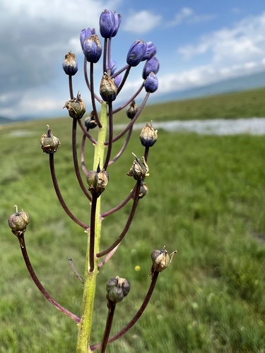 Scilla litardierei