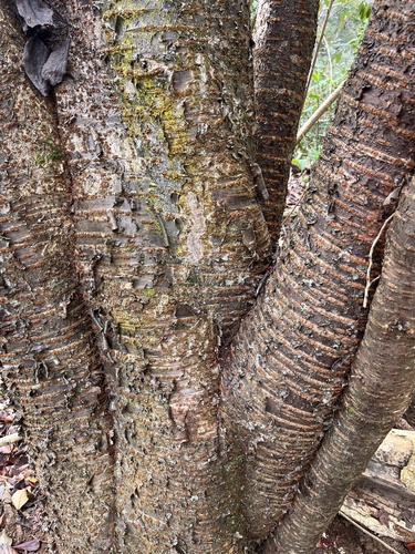 Prunus campanulata observed 2024-01-05