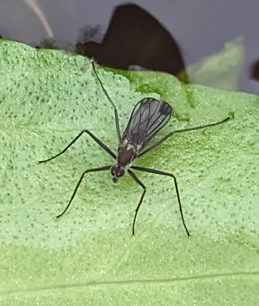 Wiedemannia apicalis