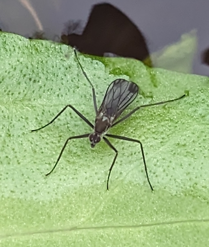 Wiedemannia apicalis