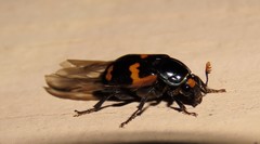Nicrophorus sayi