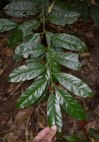 Apodytes brachystylis, 2023-11-21