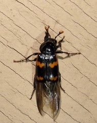 Nicrophorus sayi