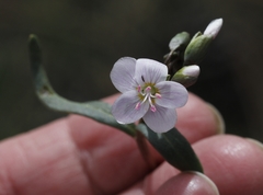 Claytonia rosea