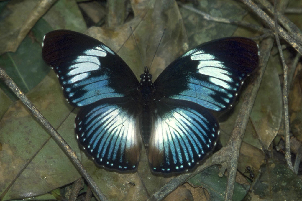 Scarce Blue Diadem