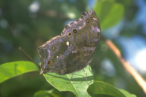 Eastern Blue Mother-of-Pearl