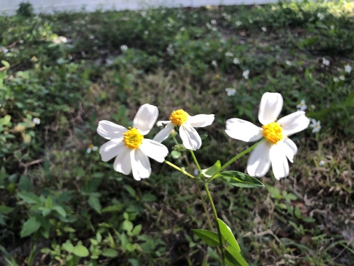 Bidens alba