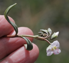 Claytonia rosea