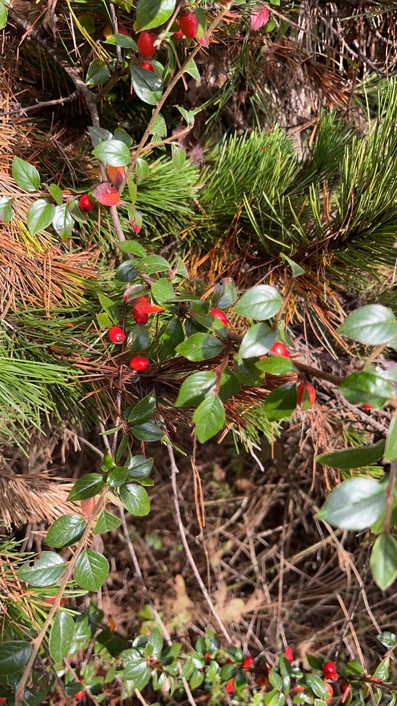 Cotoneasters from Hiller Park, McKinleyville, CA, US on January 5, 2024